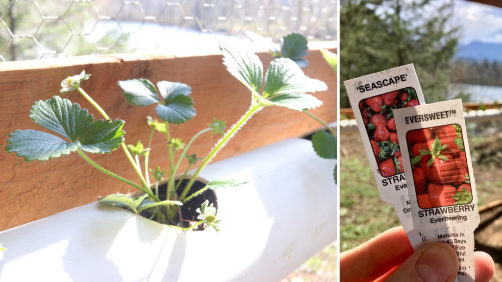 how to grow strawberries | how to grow strawberries in a PVC pipe | how to grow strawberries in a DIY hanging container | homemade on our homestead #howtogrowstrawberries #howtogrowstrawberriesinpvcpipe #howtogrowstrawberriesinDIYcontainers #howtogrowherbsinpvcpipe #howtogrowherbsincontainers #growyourownfood #gardeningforbeginners 