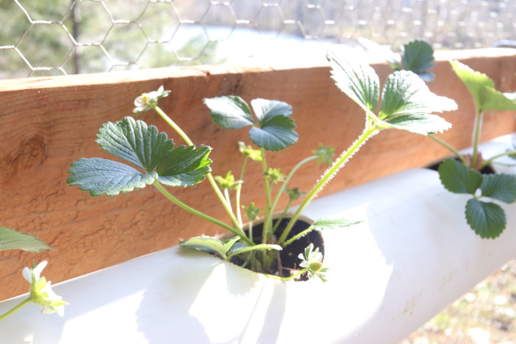 how to grow strawberries | how to grow strawberries in a PVC pipe | how to grow strawberries in a DIY hanging container | homemade on our homestead #howtogrowstrawberries #howtogrowstrawberriesinpvcpipe #howtogrowstrawberriesinDIYcontainers #howtogrowherbsinpvcpipe #howtogrowherbsincontainers #growyourownfood #gardeningforbeginners
