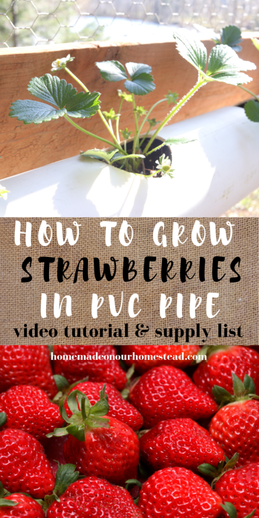 how to grow strawberries | how to grow strawberries in a PVC pipe | how to grow strawberries in a DIY hanging container | homemade on our homestead #howtogrowstrawberries #howtogrowstrawberriesinpvcpipe #howtogrowstrawberriesinDIYcontainers #howtogrowherbsinpvcpipe #howtogrowherbsincontainers #growyourownfood #gardeningforbeginners #homemadeonourhomestead