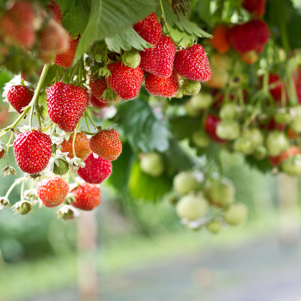 How to Plant and Grow Strawberries - Harvest to Table