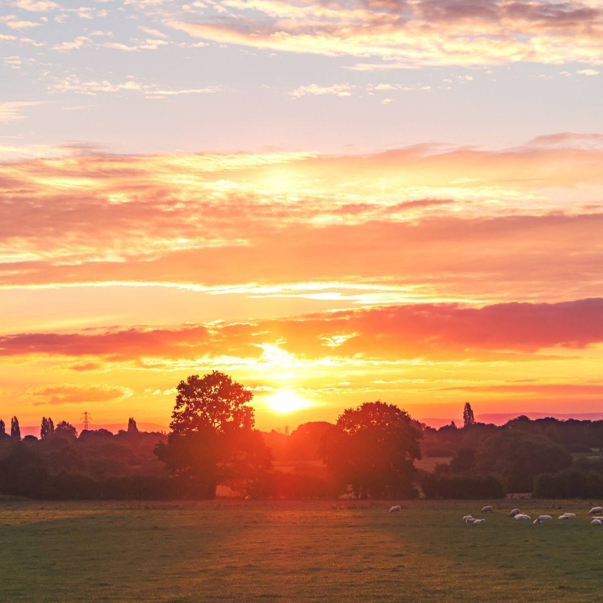 an early morning sunrise on the farm. A beautiful lush green field in front of a few trees and the sun fishing behind it. The sky is bright orange, red and pink.