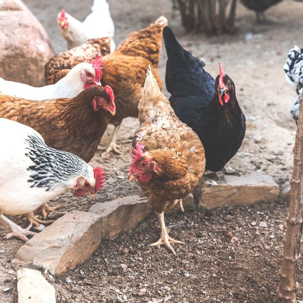 a flock of eight chickens pecks the dirt ground out in from of their chicken coop.